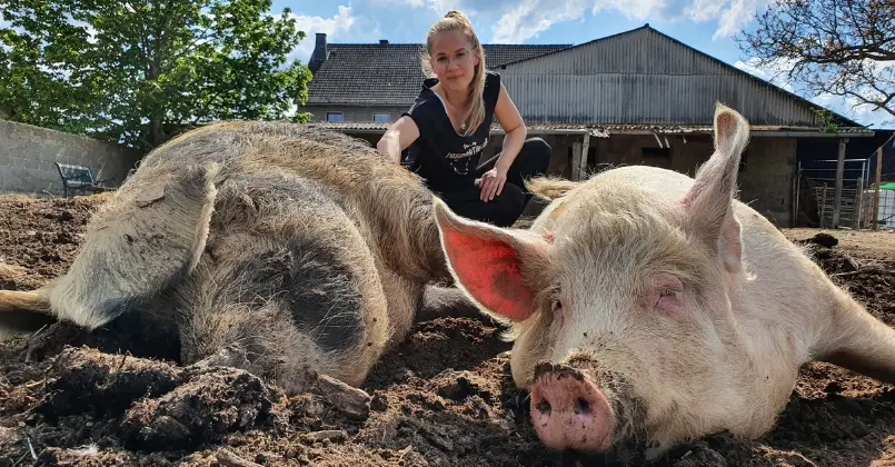 Schweine liegen glücklich im Matsch