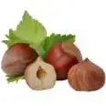 Frische Haselnüsse mit grünem Blatt: ganze Nüsse und eine halbierte Nuss für das Innere.