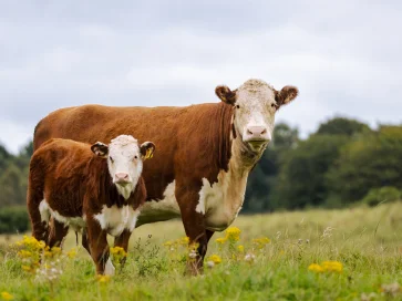 Feld mit einer Kuh und ihrem Kalb, beide braun-weiß gefleckt, umgeben von Blumen und grünem Gras.