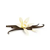 Vanilleblüte mit Schoten auf einem weißen Hintergrund, elegant und aromatisch.